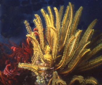 These feather stars were common at night, diving in the C... by Jerry Hamberg 